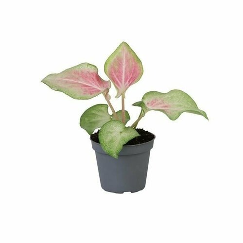 Каладиум Макулатум (Caladium Maculatum) D6см