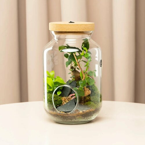 Флорариум с карликовым бонсаем, живым мхом и подсветкой «Улей» от Neopure/18 на 23 см