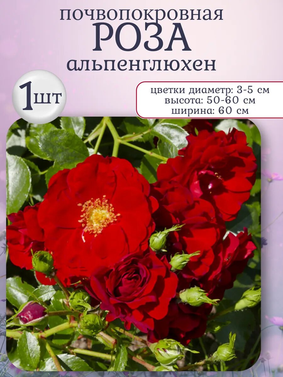 Роза почвопокровная, многолетние цветы 1 шт
