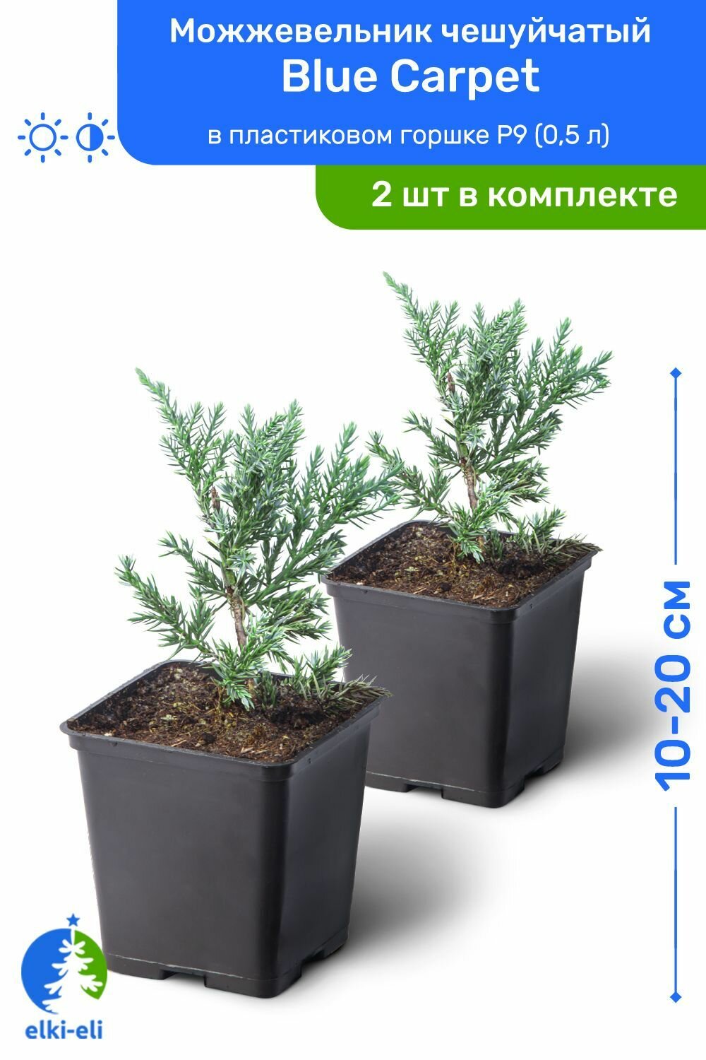 Можжевельник чешуйчатый Blue Carpet (Блю Карпет) 10-20 см в пластиковом горшке P9 (0,5 л), саженец, хвойное живое растение, комплект из 2 шт