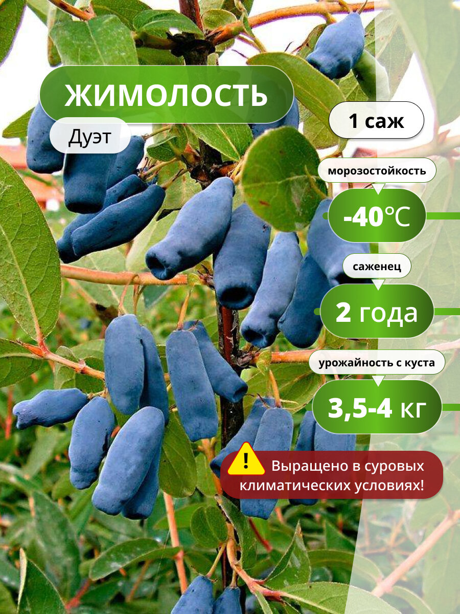 Жимолость Дуэт, саженец жимолости, морозостойкий сорт, полезная ягода
