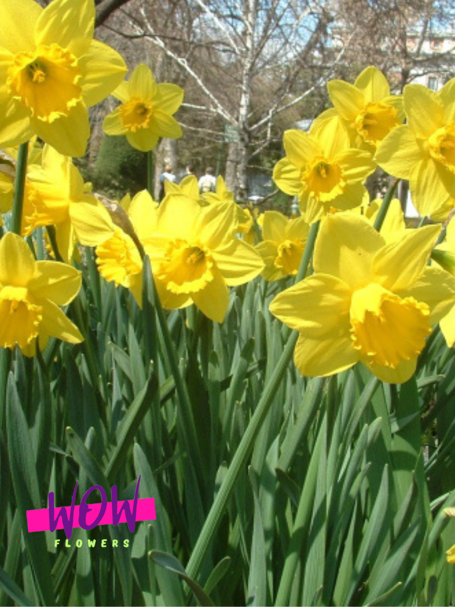 Луковицы цветов  WOW FLOWERS  Нарцисс Калифорния желтый ( 5 штук )
