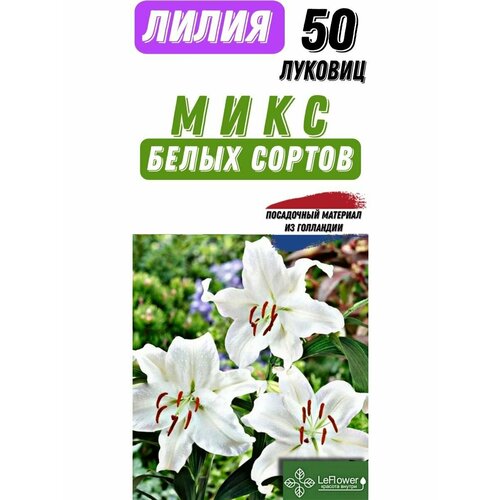 Лилия Луковица, Микс белых сортов, 50шт bes луковица лилия lotus ice x1