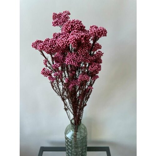 Озотамнус маджента 1200₽