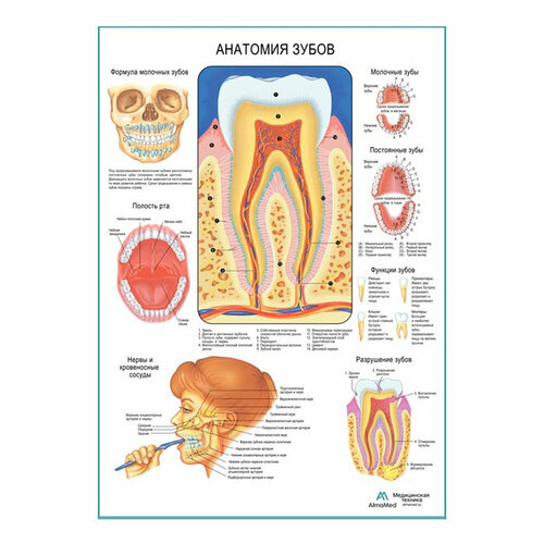 Анатомия зубов, плакат медицинский, глянцевая фотобумага от 200 г/кв. м, размер A1+