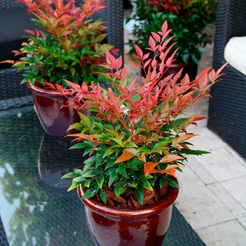      (Nandina domestica), 15  + 