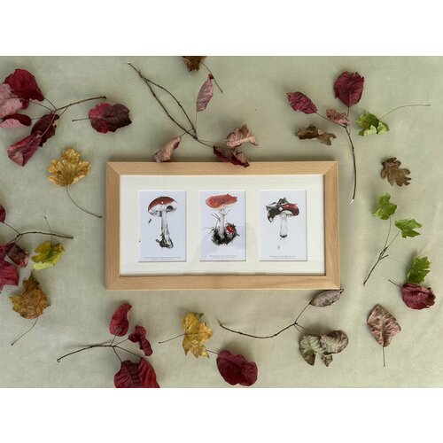 Картина с авторскими открытками ботанического художника в рамке Подосиновик Мухомор Сыроежка 4726 см 4200₽