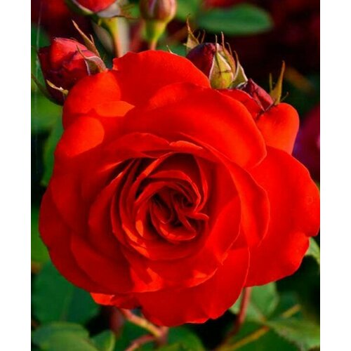 Роза Лилиана (плетистая), 1 саженец роза иллиос 1 саженец