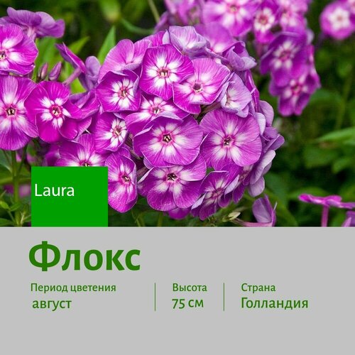 Флокс Лаура (Laura) саженец корень 1 шт