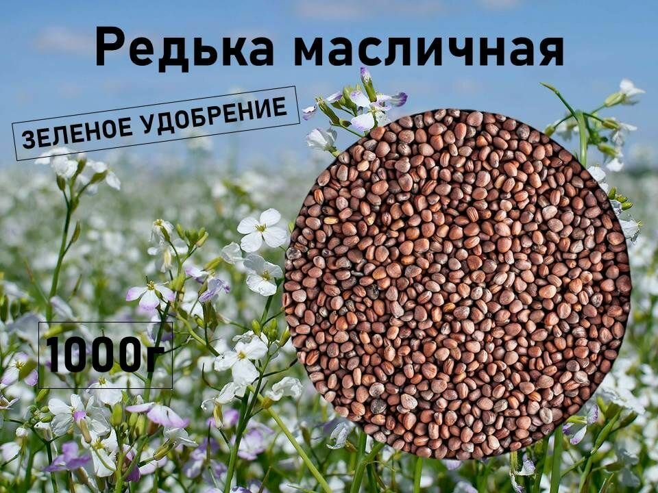 Сидераты семена трава редька масличная 1 кг