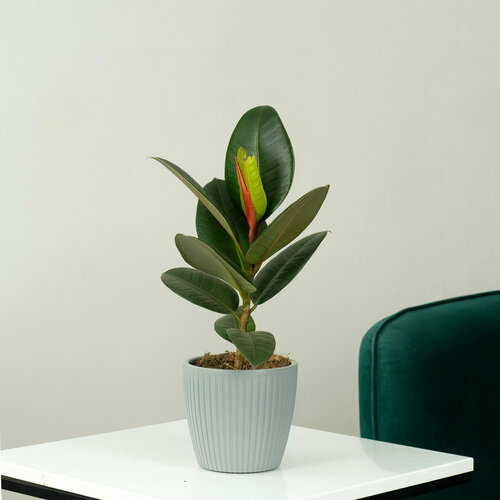 Фикус Эластика в стильном кашпо серого цвета 3122₽