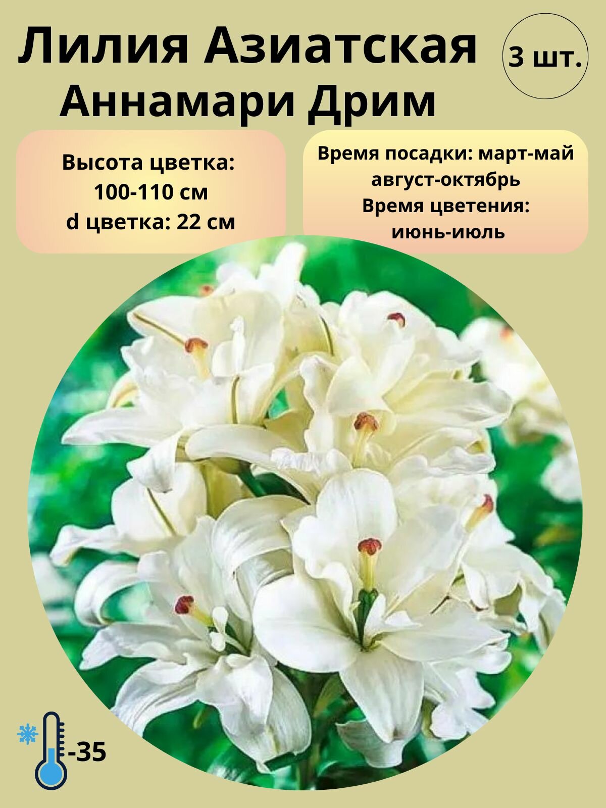 Лилия Азиатская, луковицы 3 шт