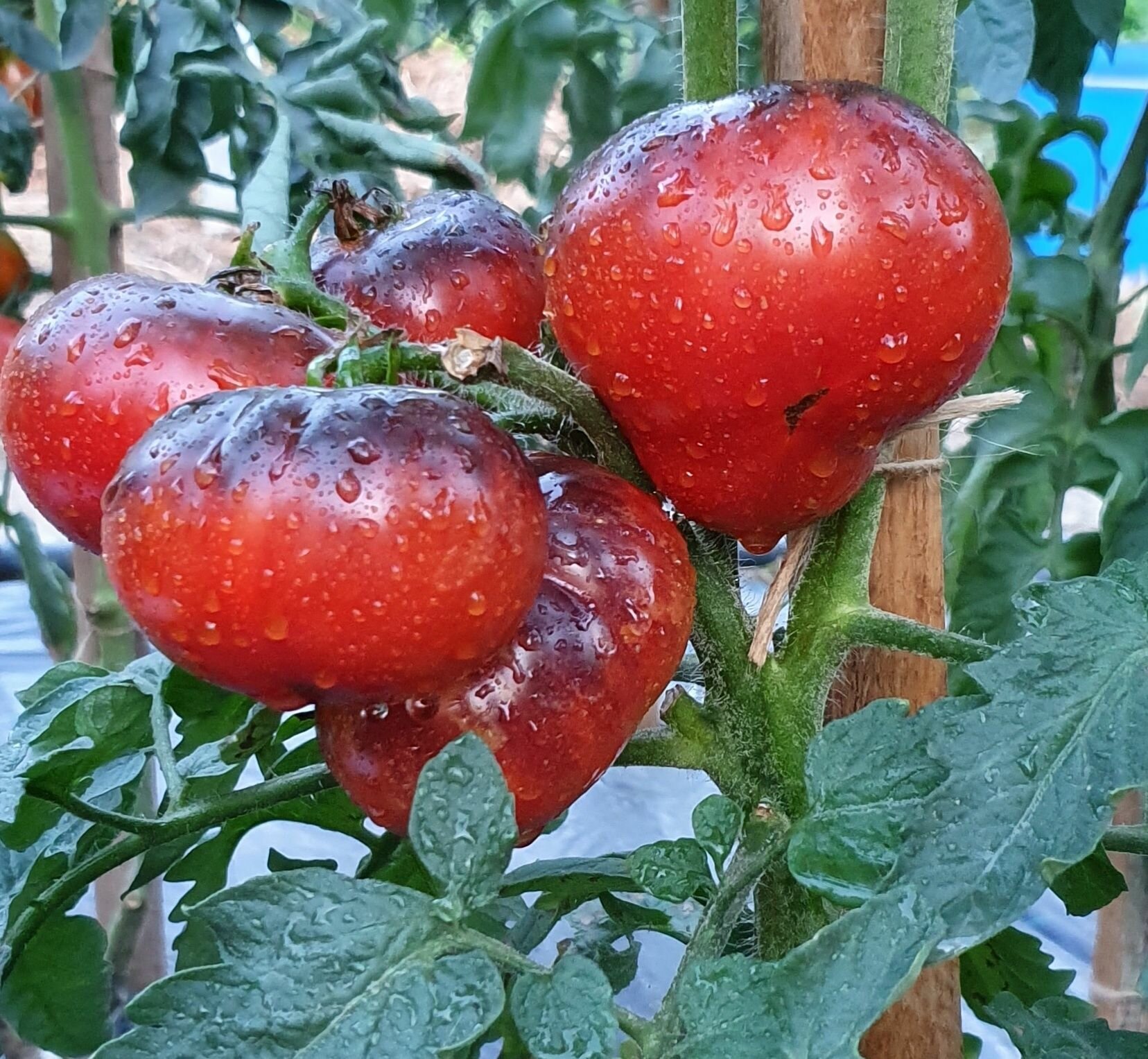 Семена Томата сибирская пантера (Siberian Panther) / Seeds And Goods / в пакетике zip-lock без полиграфии 10 семян