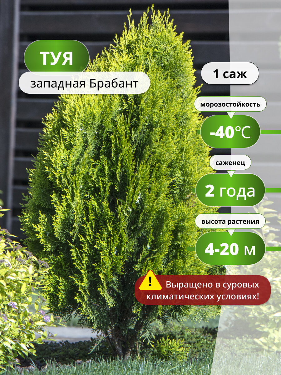 Туя западная Брабант (Brabant) / саженец туи, многолетнее растение