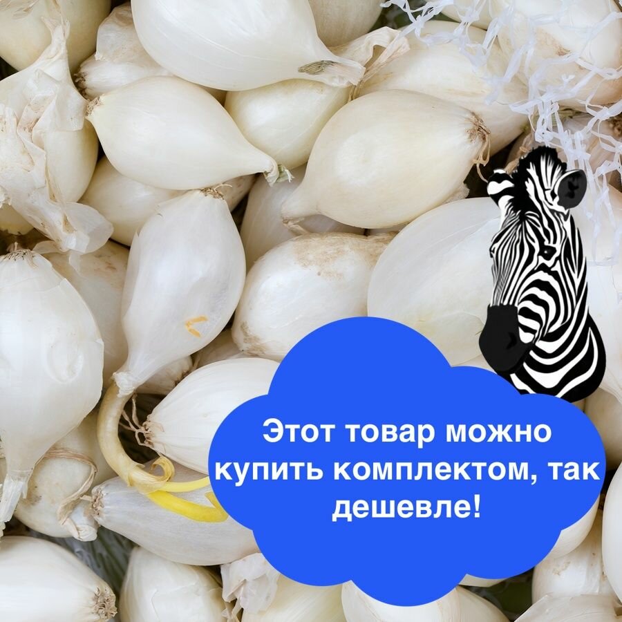 Лук-севок Белый орёл 14/22 0.5 кг