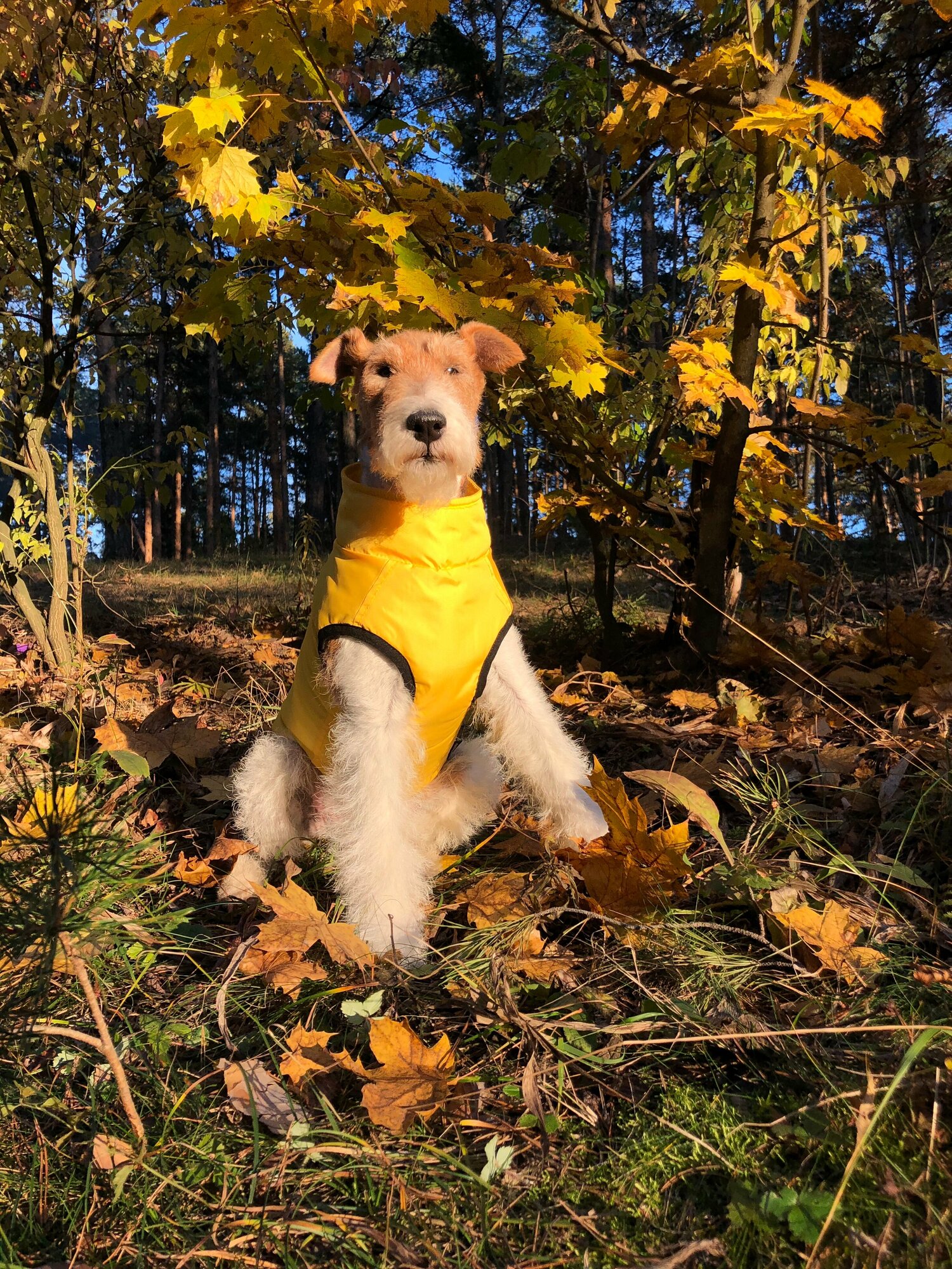 Жилет для собак зимний на молнии, желтый, размер М - фотография № 2