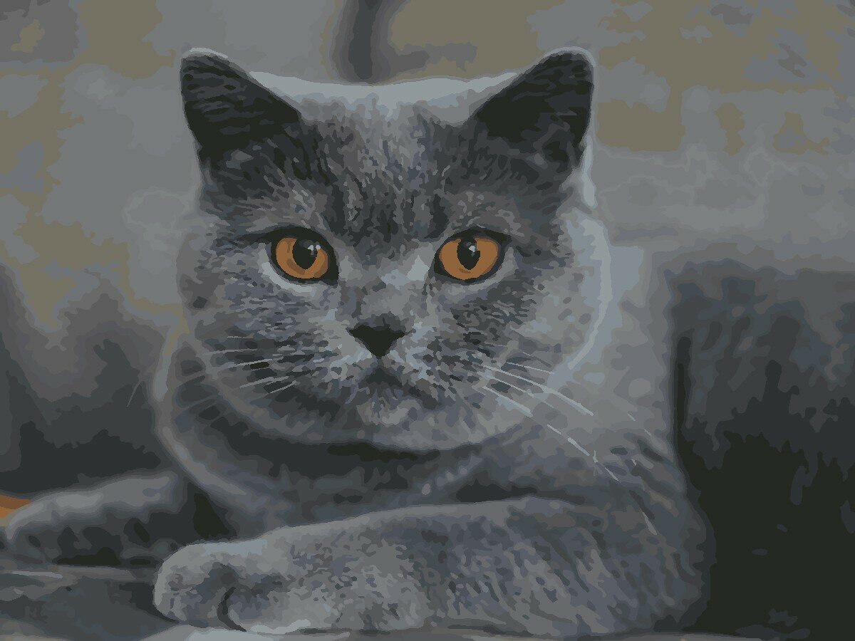 Картина по номерам Hobruk "Серый британец", на холсте на подрамнике 40х50, раскраска по номерам, животные / кот