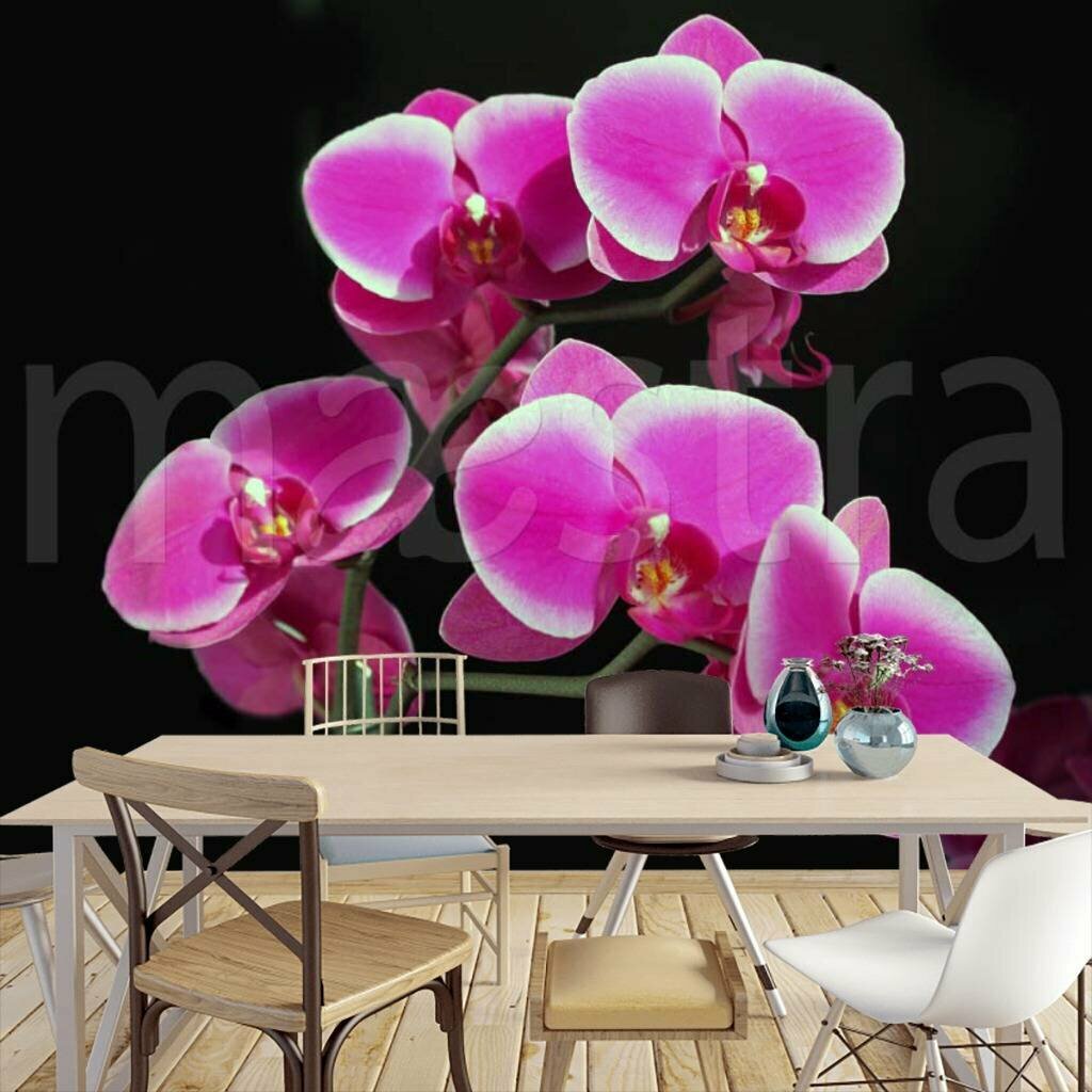 Фотообои Розовая орхидея 275x413 (ВхШ), бесшовные, флизелиновые, MasterFresok арт 4-003
