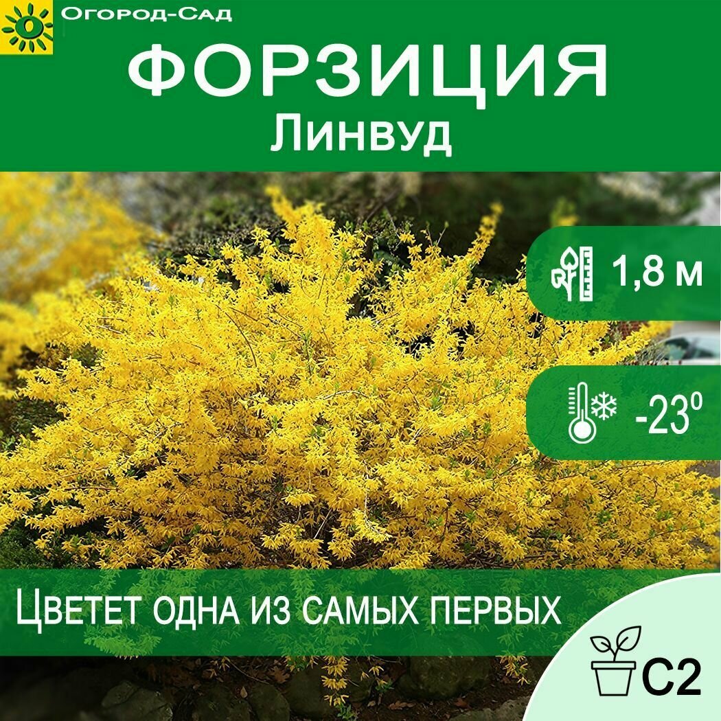 Форзиция Линвуд...