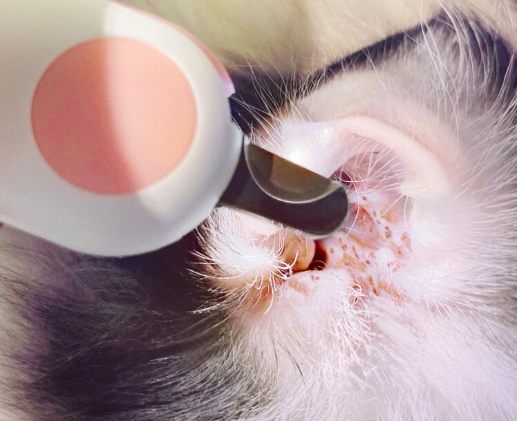 Когтерез-секатор для домашних животных с LED подсветкой, розовый. Ножницы для собак и кошек. Кусачки для ногтей с LED подсветкой. - фотография № 2
