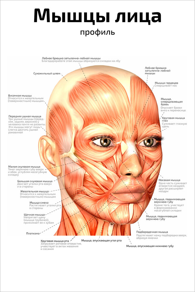 Плакат Квинг Мышцы лица: профиль ламинированный 457×610 мм ≈ (А2)