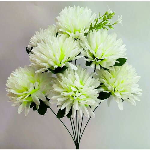 Белая хризантема высотой 50 см с 7 бутонами по 8 сантиметров