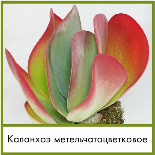 Набор для выращивания семена Суккулент Каланхоэ метельчатоцветковое пестролистное (Kalanchoe thyrsiflora)