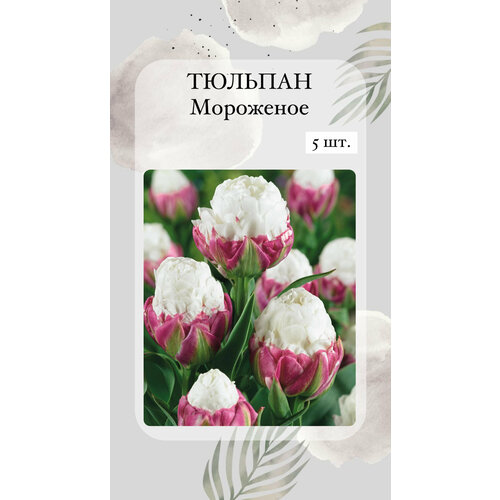 Тюльпан Мороженое, луковицы 5 шт