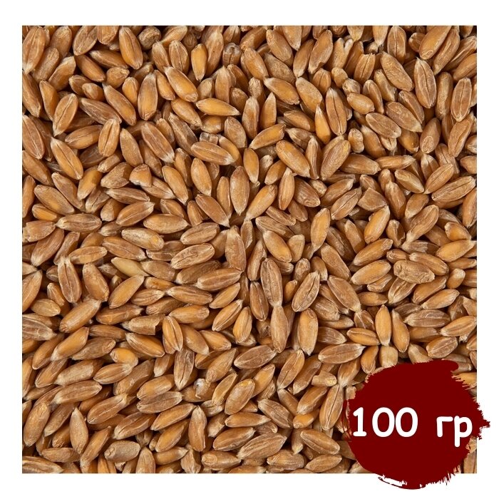 Пшеница для проращивания (кубанская), витграсс, здоровое питание, Вегетарианский продукт, Vegan 100 гр