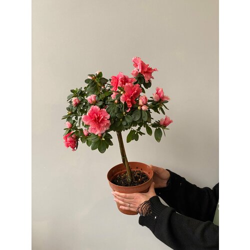 Азалия штамб фуксия d17