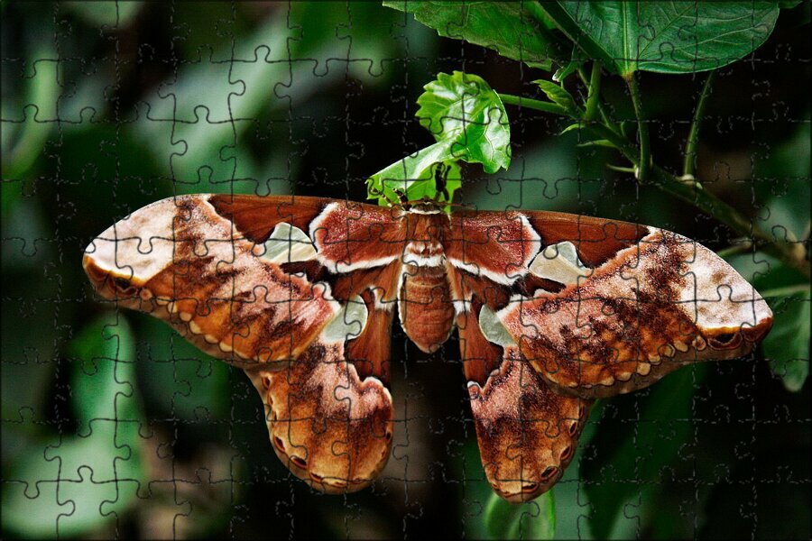 Магнитный пазл "Атлас бабочек, бабочка, павлиноглазка атлас" на холодильник 27 x 18 см.
