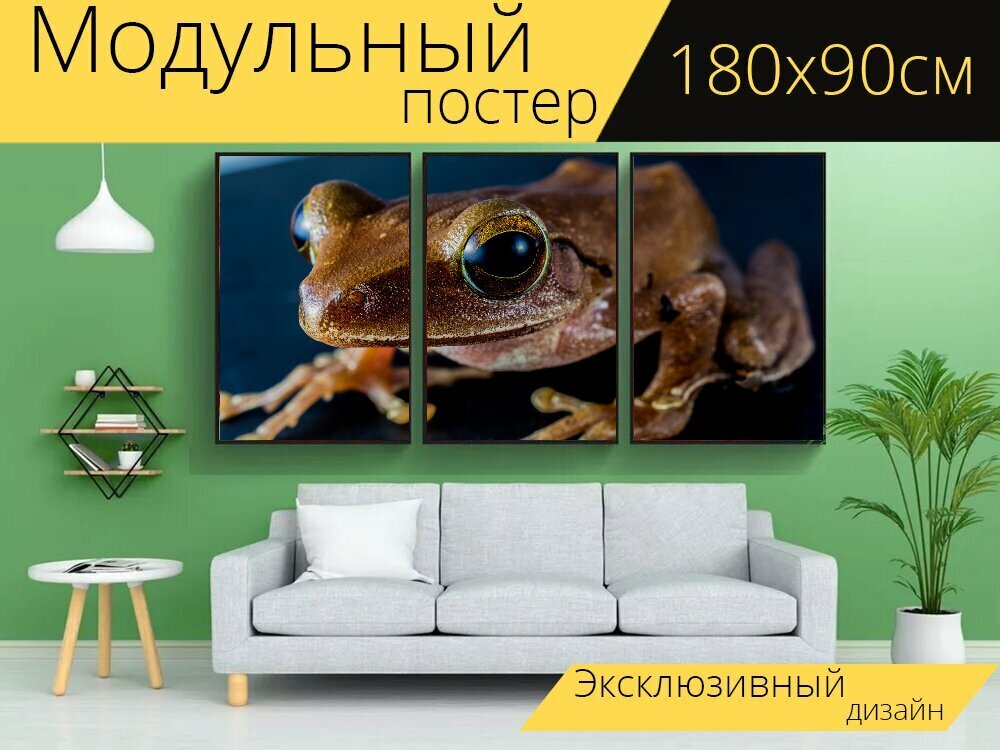 Модульный постер "Древесная лягушка, лягушка, амфибии" 180 x 90 см. для интерьера