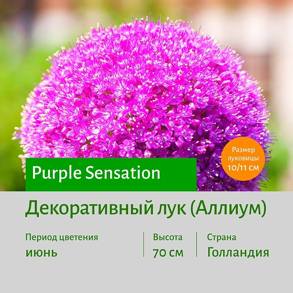 Декоративный лук Аллиум Перпл Сенсенйшн (Purple Sensation) 2 шт Луковицы сотка