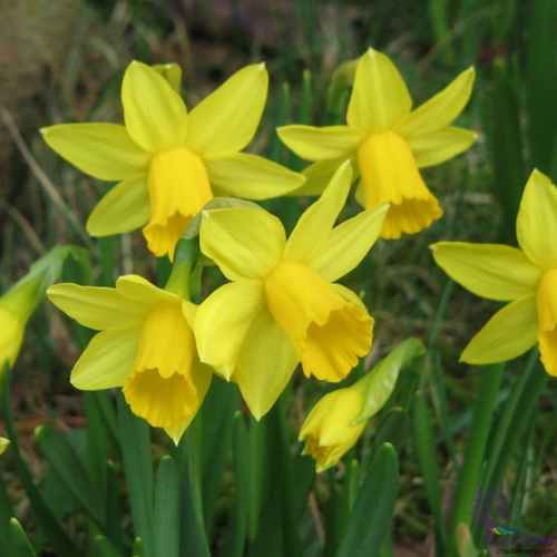 Нарцисс TET-A-TET (3 луковицы)