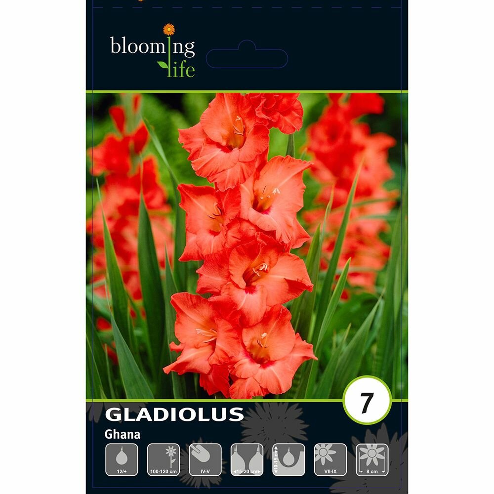 Гладиолус крупноцветковый Гана 7 шт