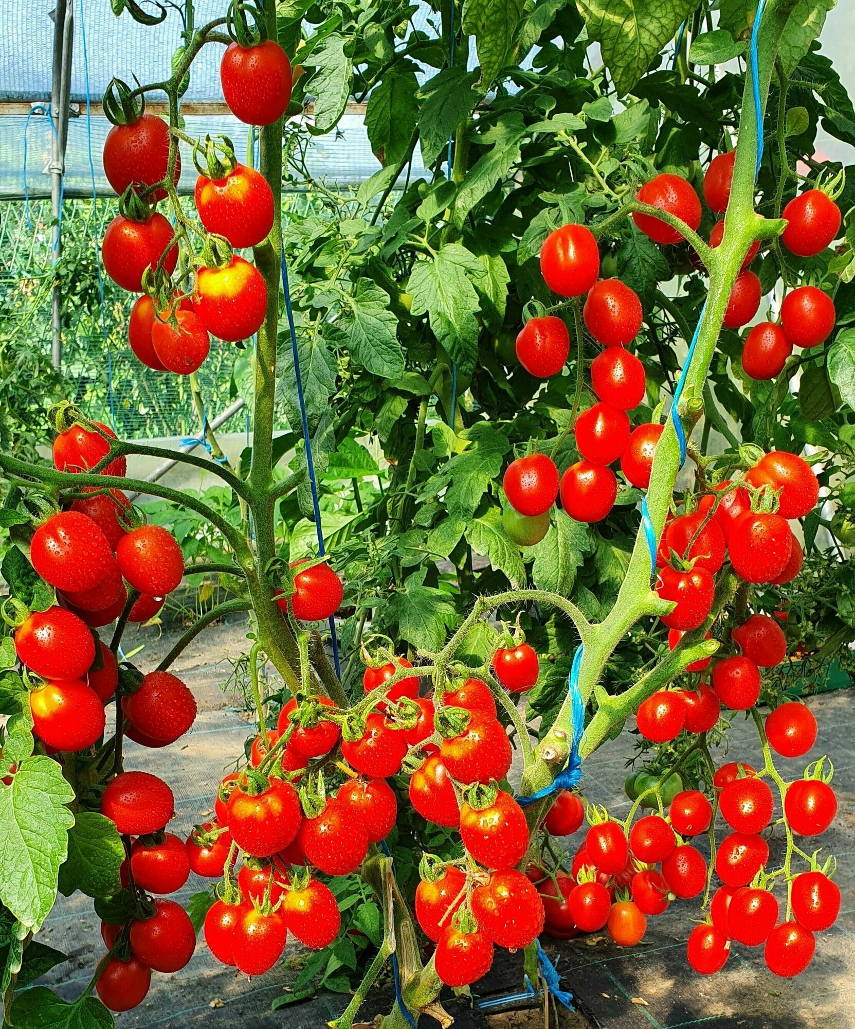 Семена Томат черри лебяжий ПУХ (Сherry Swan's Fluff) / Seeds And Goods / в пакетике zip-lock без полиграфии 15 семян