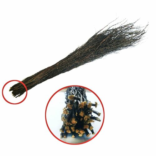 Лето Метла чилиговая 2 сорт без черенка 6539 460₽