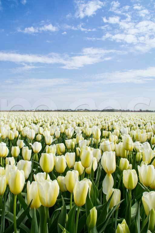 Фотообои Бескрайние поля белых тюльпанов 275x184 (ВхШ), бесшовные, флизелиновые, MasterFresok арт 10-148