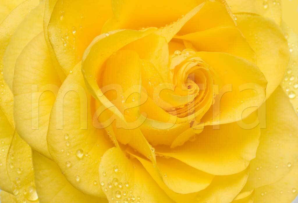 Фотообои Желтые розы живописные 275x404 (ВхШ), бесшовные, флизелиновые, MasterFresok арт 10-302