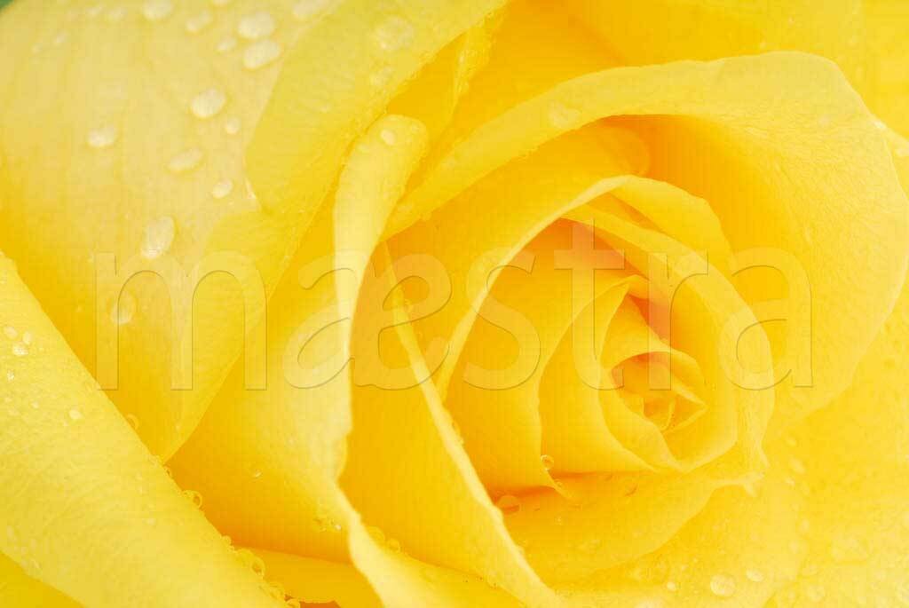 Фотообои Желтые розы художественные 275x412 (ВхШ), бесшовные, флизелиновые, MasterFresok арт 10-300