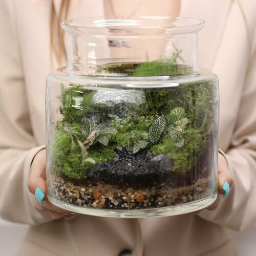 Флорариум/ закрытая экосистема, моссариум с фиттонией, аспарагусом и пилеей.