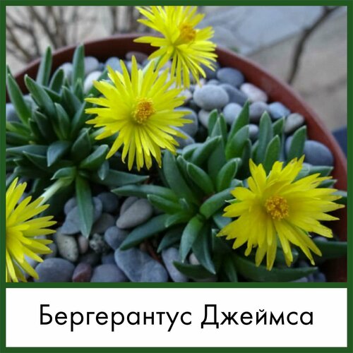 Набор для выращивания семена Суккулент Бергерантус Джеймса (Bergeranthus jamesii)