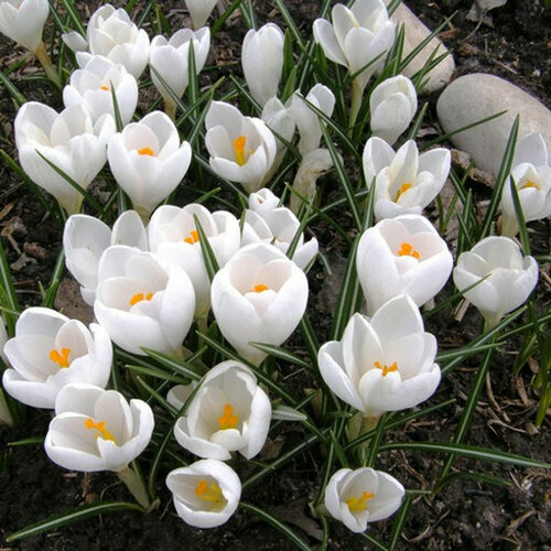 Крокус Жанна ДАрк 10 шт 400₽