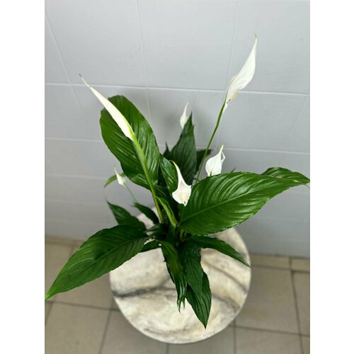 Спатифиллум белый комнатное растение