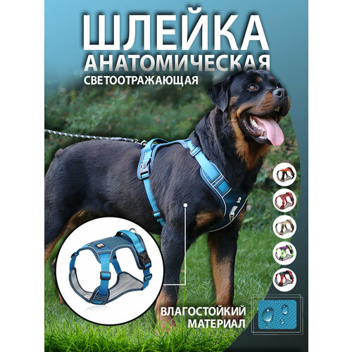 Шлейка для собак голубая L