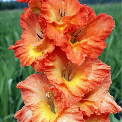 Гладиолус Эрес Ту 20 шт