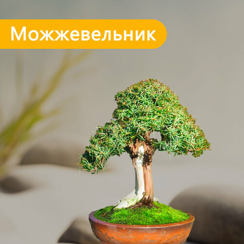 Семена бонсай Экватория Можжевельник 10 шт.