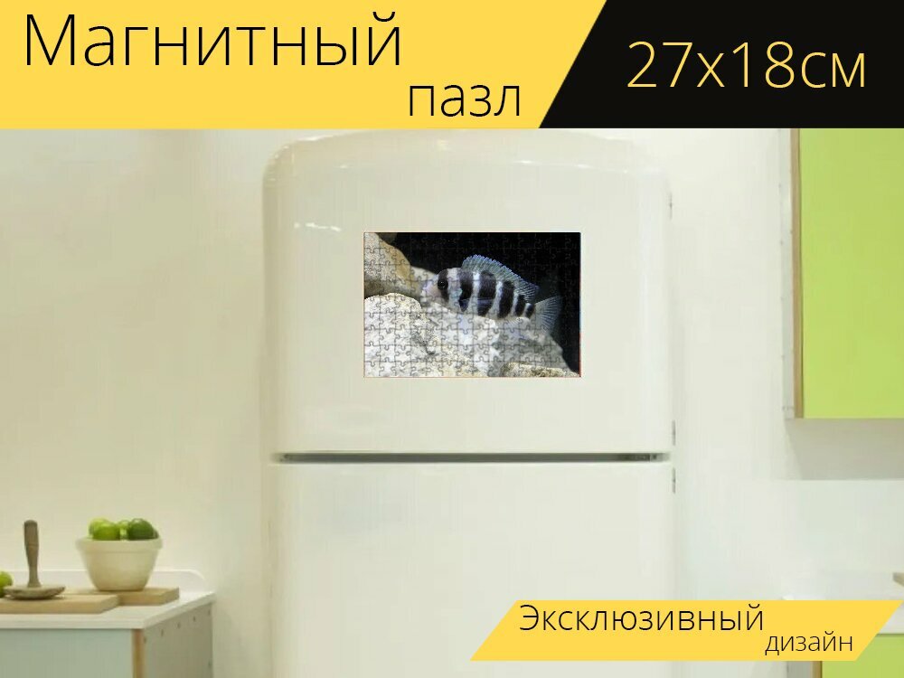 Магнитный пазл "Фронтоза, цихлид, танганьикан" на холодильник 27 x 18 см.