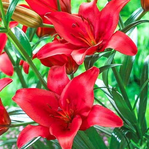 Лилия азиатская Гран Парадисо; Луковица 2 шт.