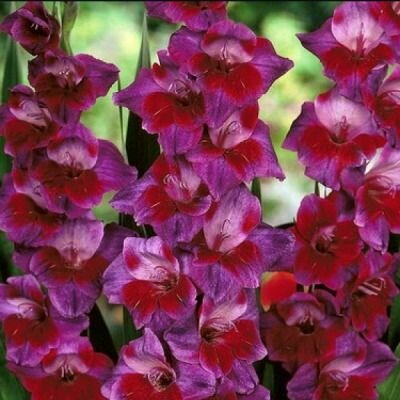 Гладиолус Вельвет Айз 1 шт